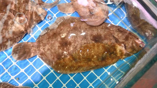 Slijm-schar (Microstomus achne) — Pleuronectidae — 4