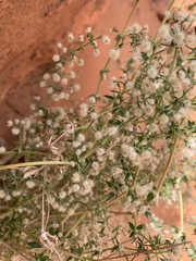 Galium stellatum