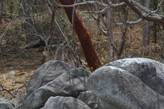 Notocitellus annulatus