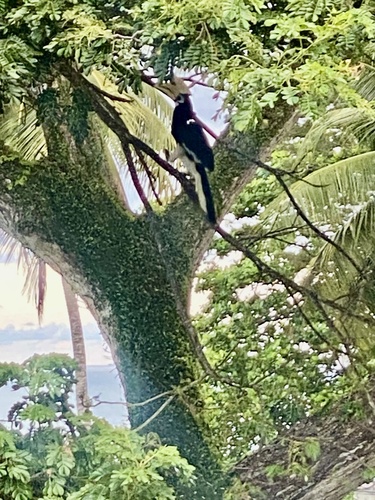 Oriental Pied Hornbill
