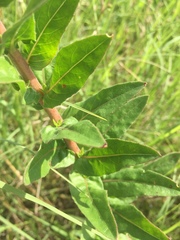 Oenothera rhombipetala