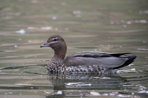 Canard à crinière