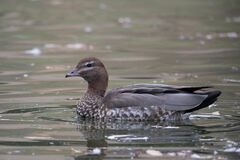Maned Duck photo 3