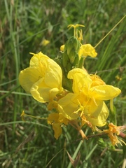 Oenothera rhombipetala