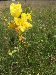 Oenothera rhombipetala