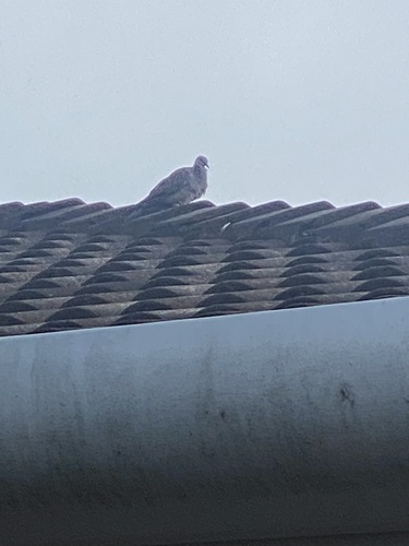 Spotted Dove