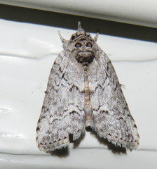 Nycteola polycyma