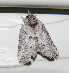 Nycteola polycyma