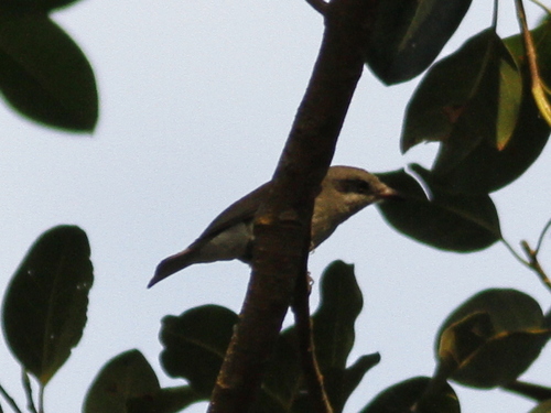 Tephrodornis virgatus