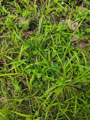 Carex laxiculmis