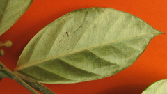 Bonamia agrostopolis