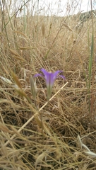 Brodiaea