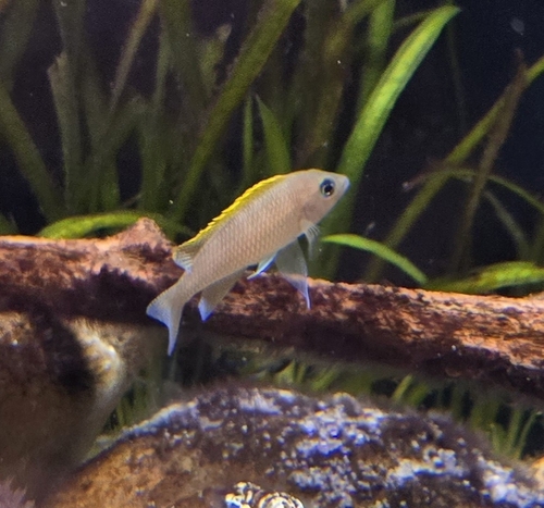Dotted-tail lamprologus (Neolamprologus caudopunctatus) — Cichlidae — 5