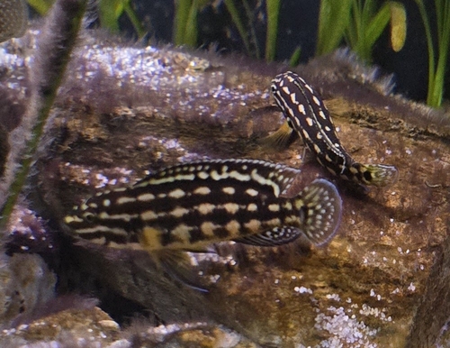 Marlier's julie (Julidochromis marlieri) — Cichlidae — 5
