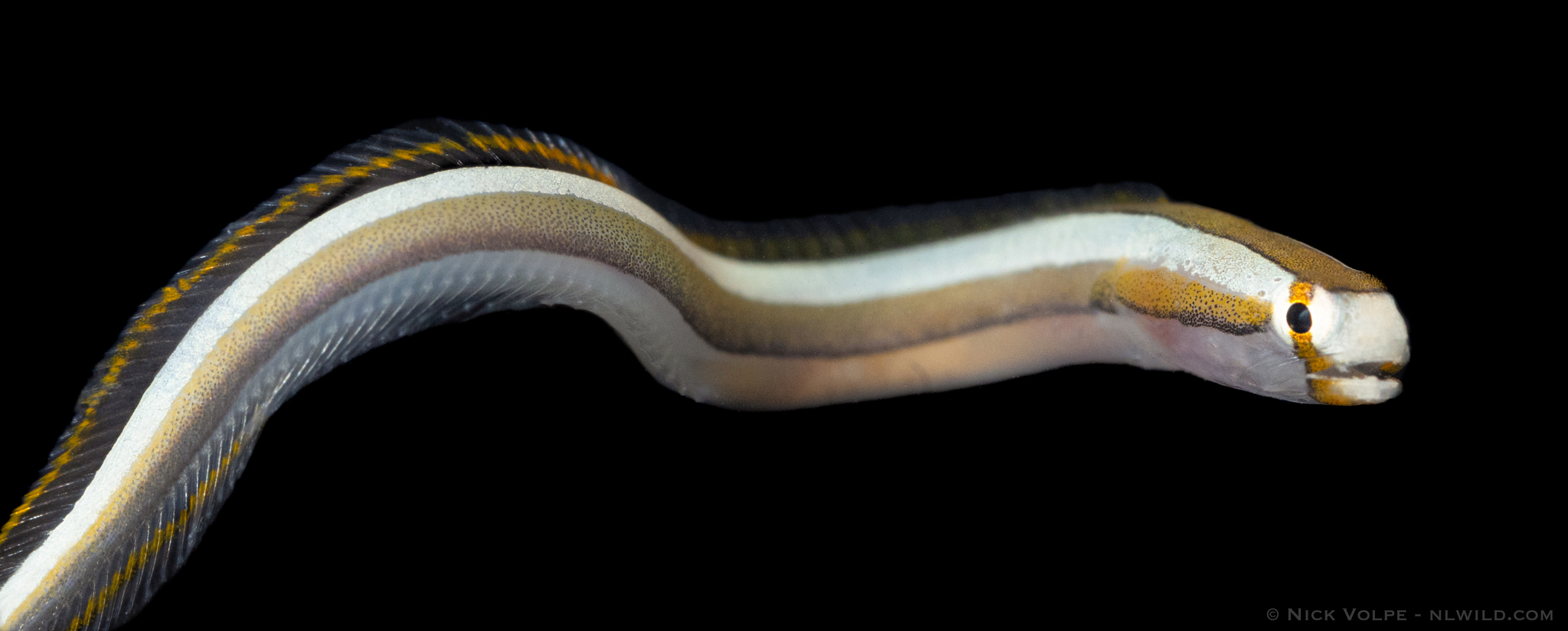 Spotted Eel-Blenny photo 7