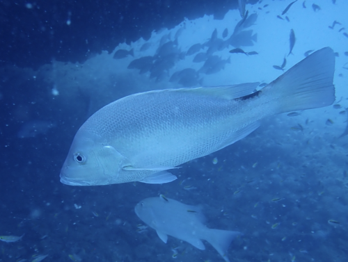 Big-mouth nannygai (Lutjanus malabaricus) — Lutjanidae