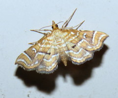 Musotima ochropteralis