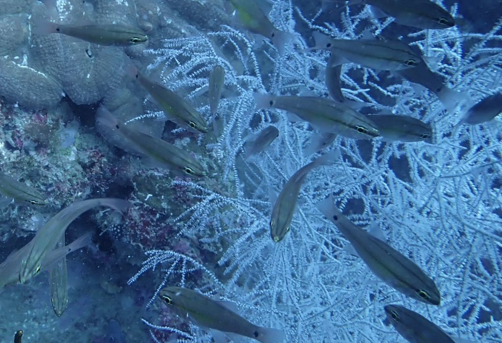 Broad-banded cardinalfish (Ostorhinchus kiensis) — Apogonidae