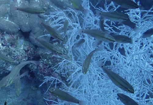 Broad-banded cardinalfish (Ostorhinchus kiensis) — Apogonidae