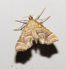 Musotima ochropteralis