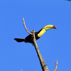 Ramphastos sulfuratus image