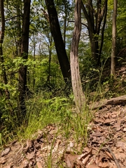 Poa nemoralis