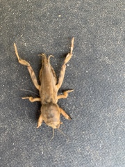 Neoscapteriscus vicinus