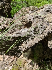 Poa nemoralis