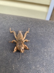 Neoscapteriscus vicinus