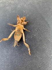 Neoscapteriscus vicinus