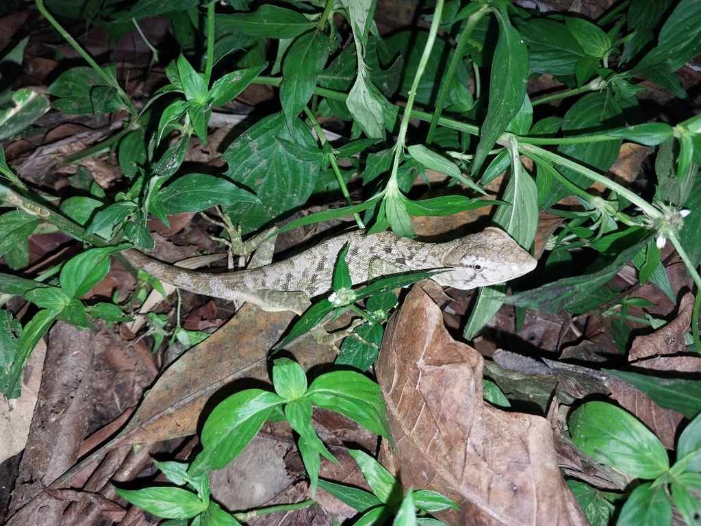 Audubon's Multicolored Lizard from Sangre Grande Regional Corporation ...