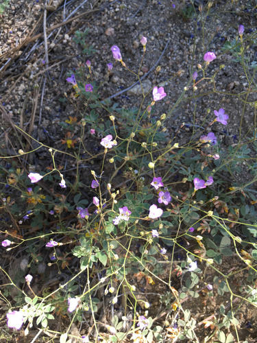 Gilia ochroleuca ssp. exilis