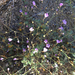 Gilia ochroleuca exilis - Photo (c) larry-heronema, algunos derechos reservados (CC BY-NC)