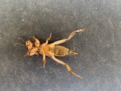 Neoscapteriscus vicinus