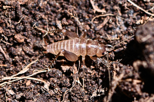 iNaturalist observation photo of Camel Crickets