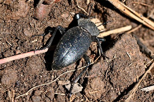 iNaturalist observation photo of Eleodes scabricula