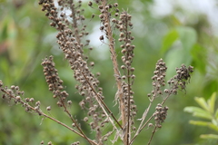 Lobelia nicotianifolia, photograph (c) Dinesh Valke, some rights reserved (CC BY-SA)