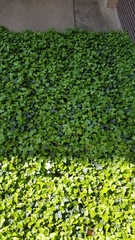 Hedera helix