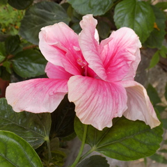 Hibiscus rosa-sinensis