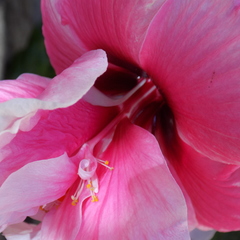 Hibiscus rosa-sinensis