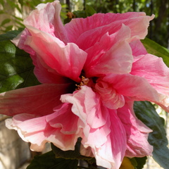 Hibiscus rosa-sinensis