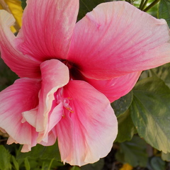 Hibiscus rosa-sinensis