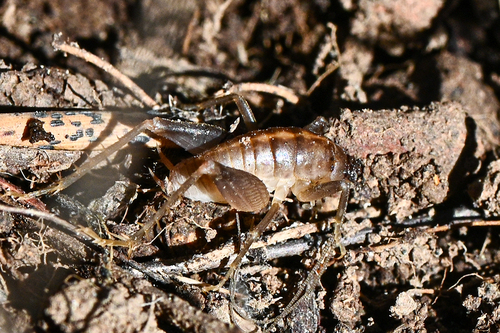 iNaturalist observation photo of Camel Crickets