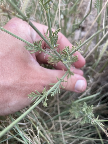 Lavandula coronopifolia (Lavandula coronopifolia)