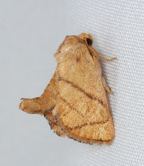 Apoda y-inversa