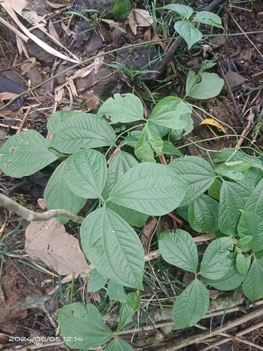 Dioscorea hispida observed 2024-06-05