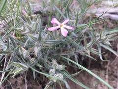 Phlox longifolia