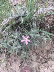 Phlox longifolia
