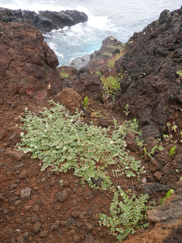 Euphorbia sparrmannii iNat (2)