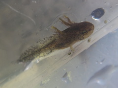 Ambystoma maculatum